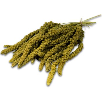 Millet jaune français pour oiseaux Grain de Vie - 1 kg : Grain de vie GRAIN  DE VIE animalerie - botanic®