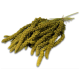 Un bouquet de millet séché, avec de longues épines de graines jaune-vert, idéal pour nourrir les oiseaux et les petits animaux.