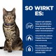 Eine selbstbewusste getigerte Katze mit einem blauen Halsband sitzt neben dem Text über Energie-Regulierung, Fettverbrennung und Förderung des Sättigungsgefühls.