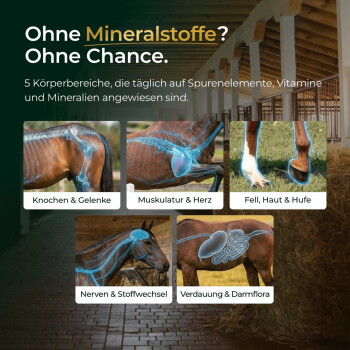 „Ohne Mineralstoffe? Ohne Chance.“ über Pferdebildern in fünf Feldern: Knochen, Muskeln, Fell, Nerven, Verdauung.