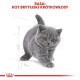 Uroczy szary kociak rasy British Shorthair spacerujący, z dużymi okrągłymi oczami, na białym tle. Tekst brzmi 'RASA: KOT BRYTYJSKI KRÓTKOWŁOSY.'