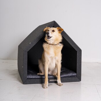 Ein Hund sitzt in einem modernen, grauen Haustierhaus mit einem schwarzen Kissen, das ein dreieckiges Dachdesign aufweist.