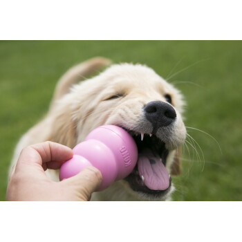 Szczeniak golden retriever gryzący różową zabawkę KONG trzymaną przez dłoń, z widocznym językiem, na tle trawy.