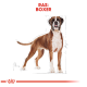 Illustratie van een Boxer-hond met afmetingen, gelabeld "RAS: BOXER" in vet rood tekst aan de bovenkant.