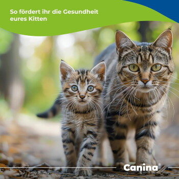 Getigertes Kätzchen und erwachsene Katze laufen im Freien auf die Kamera zu, sichtbarer Text: Deutsche Überschrift über Kätzchen-Gesundheit und Canina