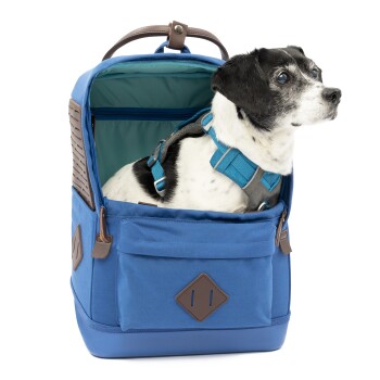 Ein kleiner schwarz-weißer Hund sitzt bequem in einem blauen Haustier-Rucksack mit einem braunen Griff, mit einem Geschirr und einem offenen Oberteil.