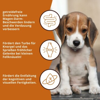 Haustierfutter-Werbung, die getreidefreie Ernährung fördert und die Verdauungsgesundheit, Gelenkunterstützung für kleine Hunde und kognitive Entwicklung betont.