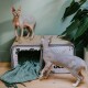 Zwei Sphynx-Katzen interagieren in der Nähe eines stilvollen Katzenhauses mit einer grünen Decke darin, vor einer hellgrünen Wand.