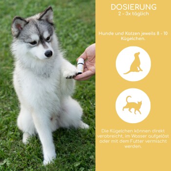 Ein flauschiger grau-weißer Hund sitzt auf Gras mit einer kleinen Flasche in seiner Pfote, neben Dosierungsanweisungen für Haustiere.