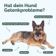 Deutscher Schäferhund liegt mit der deutschen Überschrift 'Hat dein Hund Gelenkprobleme?' und Symptombezeichnungen auf Deutsch.