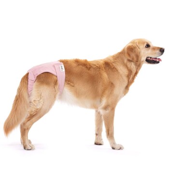 Ein Golden Retriever, der eine rosa Hundewindel trägt, steht im Profil vor einem weißen Hintergrund und schaut nach rechts.