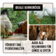 Bild mit Hühnern und Enten, die Getreide fressen, mit dem Text "Ideale Korngröße" und Phrasen, die das Fütterungsverhalten und Belohnungen für Gänse und Enten fördern.