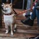 Ein Shiba Inu mit rotem Halsband sitzt auf einem Holzboden in der Nähe einer Person in schwarzen Stiefeln und blauen Jeans.