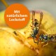 Zwei Wespen fressen an einem gelben Apfel, mit einem runden orangefarbenen Etikett, das "Mit natürlichem Lockstoff" liest.