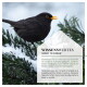 Ein kleiner Vogel, der auf einem schneebedeckten Kiefernbereich sitzt, mit Textüberlagerung in Deutsch und Englisch über Nistkästen für Vögel.