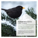 Ein kleiner Vogel, der auf einem schneebedeckten Kiefernbereich sitzt, mit Textüberlagerung in Deutsch und Englisch über Nistkästen für Vögel.