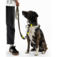 Gestromter Hund sitzt mit olivgrünem Halsband und Leine mit neongelben Akzenten; die Unterschenkel und Schuhe des Besitzers sind sichtbar.