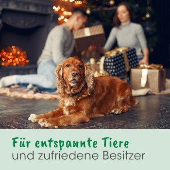 Ein entspannter brauner Hund liegt auf einem Holzboden neben einem Kamin, mit Feiertagsdekoration und Geschenkboxen. Text: "Für entspannte Tiere und zufriedene Besitzer."