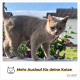 Eine hellgraue Katze auf einer Fensterbank zwischen grünen Pflanzen und Blumen, mit blauem Himmel. Text: "Mehr Auslauf für deine Katze."