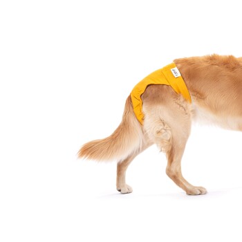 Ein Golden Retriever trägt eine leuchtend gelbe Haustierwindel, die seinen flauschigen Schwanz und sein Fell zeigt, vor einem weißen Hintergrund.