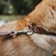Nahaufnahme des Halses eines goldenen Hundes mit einem braunen Lederhalsband und einem Metall-Leinenclip, der das weiche Fell des Hundes zeigt.