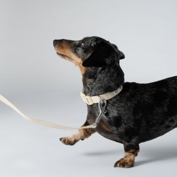Ein schwarz-brauner Dackel mit einem beigen Halsband und Leine, der aufmerksam gegen einen hellgrauen Hintergrund schaut.