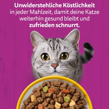 Grau getigerte Katze hinter einer Schüssel Trockenfutter auf violettem Hintergrund; sichtbarer deutscher Text: ‚Unwiderstehliche Köstlichkeit ... zufrieden schnurrt.‘