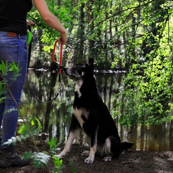 Eine Person in einem schwarzen Tanktop und blauen Jeans hält eine rote Leine, bereit, einen schwarz-weißen Hund in einem ruhigen Waldgebiet auszuführen.