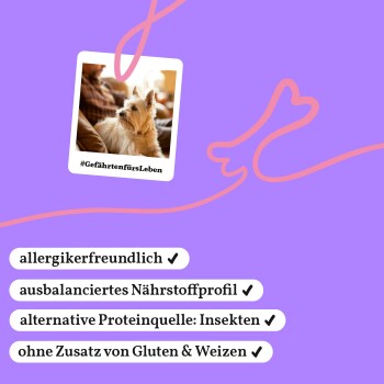 Kleiner Hund auf der Couch mit Text: allergikerfreundlich, ausbalanciertes Nährstoffprofil, alternative Proteinquelle: Insekten, ohne Zusatz von Gluten & Weizen.