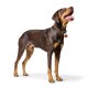 Braun-beiger, dobermannähnlicher Hund steht, trägt ein olivfarbenes Lederhalsband mit rundem braunem Anhänger, Maul geöffnet und Zunge herausgestreckt.