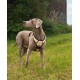 Hundegeschirr beige L