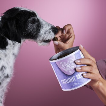 Eine Hand bietet einem schwarz-weißen Hund einen Leckerbissen aus einem lila Behälter mit der Aufschrift "CHILLOUT DROPS" auf einem rosa Hintergrund an.