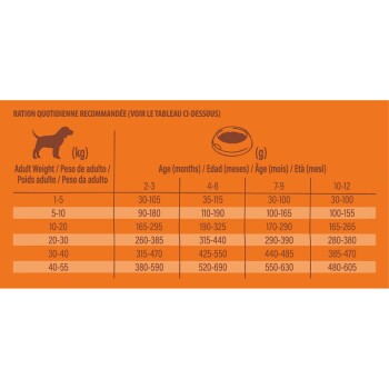 Tableau guide d'alimentation pour chiens montrant les rations quotidiennes recommandées en fonction du poids adulte (kg) et de l'âge (mois) en grammes.
