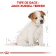 Jack Russel Terrier Puppy 1,5 kg