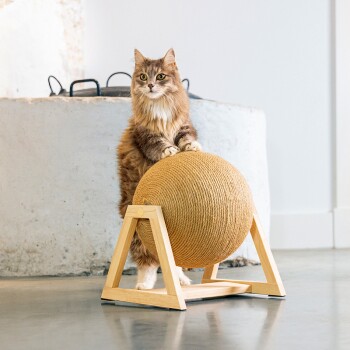 Puszysty brązowy kot stoi na drewnianym drapaku dla kotów z okrągłą, pokrytą sznurkiem piłką, w minimalistycznym wnętrzu.