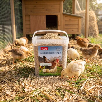 PANTO 'KAK Kükenalleinkorn 2 mm' Kükenfutter in Dose mit verschütteten Pellets; Küken picken vor einem hölzernen Stall.