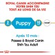 BHN Shih Tzu Puppy 1,5 kg