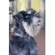 Schwarz-grauer Schnauzer, der mit herausgestreckter Zunge nach oben schaut, mit nassem Bart und braunem Lederhalsband.