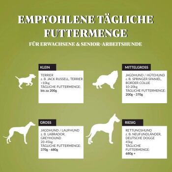Infografik, die die empfohlenen täglichen Futtermengen für erwachsene und ältere Hunde detailliert, kategorisiert nach Größe: kleine, mittlere, große und riesige Rassen.