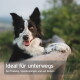 Ein Husky-Hund in einem rot karierten Hemd ruht auf einem Rucksack, mit Textüberlagerung: "Ideal für unterwegs bei Training, Spaziergängen und auf Reisen."