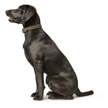 Ein schlanker schwarzer Hund, der seitlich sitzt, mit einem braunen Halsband, freundlichem Ausdruck und aufmerksamer Haltung vor einem weißen Hintergrund.