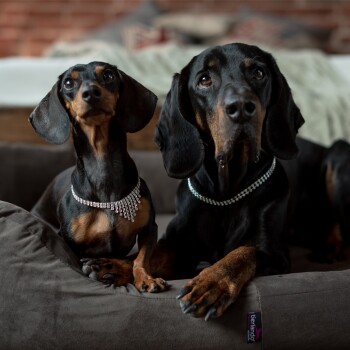Zwei schwarz-braune Hunde, ein Dackel und ein Dobermann, tragen mit Juwelen besetzte Halsbänder und liegen auf einem grauen Haustierbett.