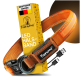 LED-Hundehalsband von Tierhood in Orange, mit einem USB-Ladekabel, mit einer Verpackungsbox im Hintergrund und Farboptionen darunter.