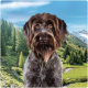 A close-up of a brown and gray dog with a shaggy coat, set against a scenic background of green hills and mountains.