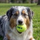 Blauw-merle Australian Shepherd ligt in het gras en houdt een felgroene tennisbal met 'KONG' opschrift in zijn bek.