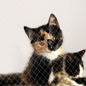 Katzennetz inkl. Befestigung