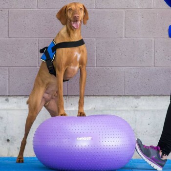 Ein brauner Hund steht auf einem lila FitPAWS-Balanceball, trägt ein blaues Geschirr, mit einer Person in Sportschuhen neben ihm.