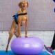 Haustier-Fitnessball