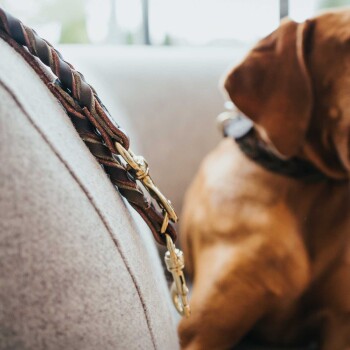 Eine Nahaufnahme einer geflochtenen braunen Lederleine mit goldenen Verschlüssen auf einem hellgrauen Kissen, mit einem teilweise sichtbaren braunen Hund.