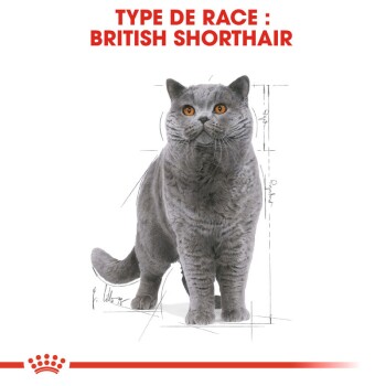 Illustration d'un chat British Shorthair avec un pelage gris et des yeux orange, étiquetée 'TYPE DE RACE : BRITISH SHORTHAIR' en texte rouge gras.